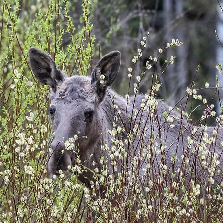 14 - Fulufjellets Nasjonalparker - Natur-, Dyre- Og Fugleopplevelser Trysil Exteriér fotografie