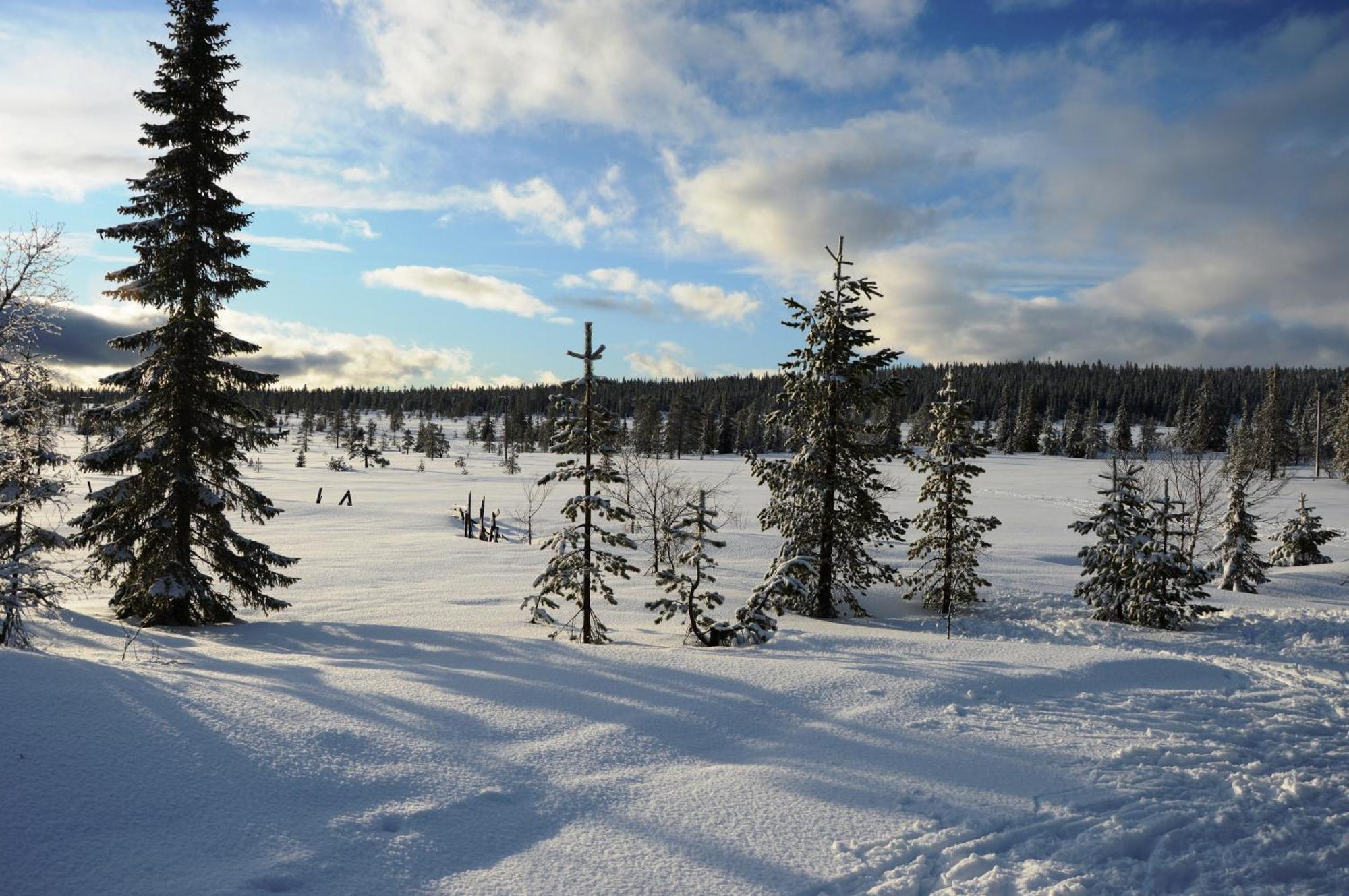14 - Fulufjellets Nasjonalparker - Natur-, Dyre- Og Fugleopplevelser Trysil Exteriér fotografie