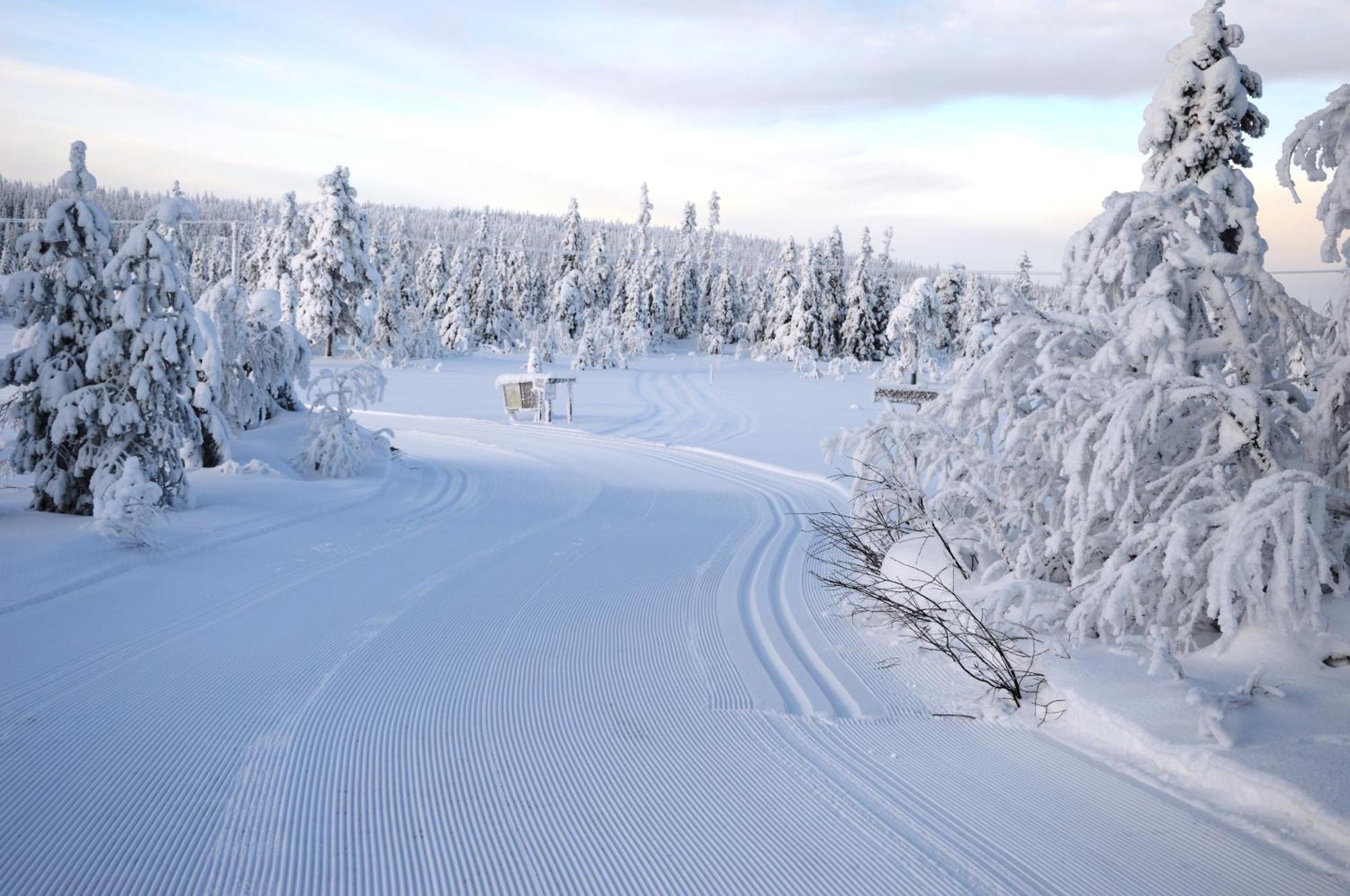 14 - Fulufjellets Nasjonalparker - Natur-, Dyre- Og Fugleopplevelser Trysil Exteriér fotografie