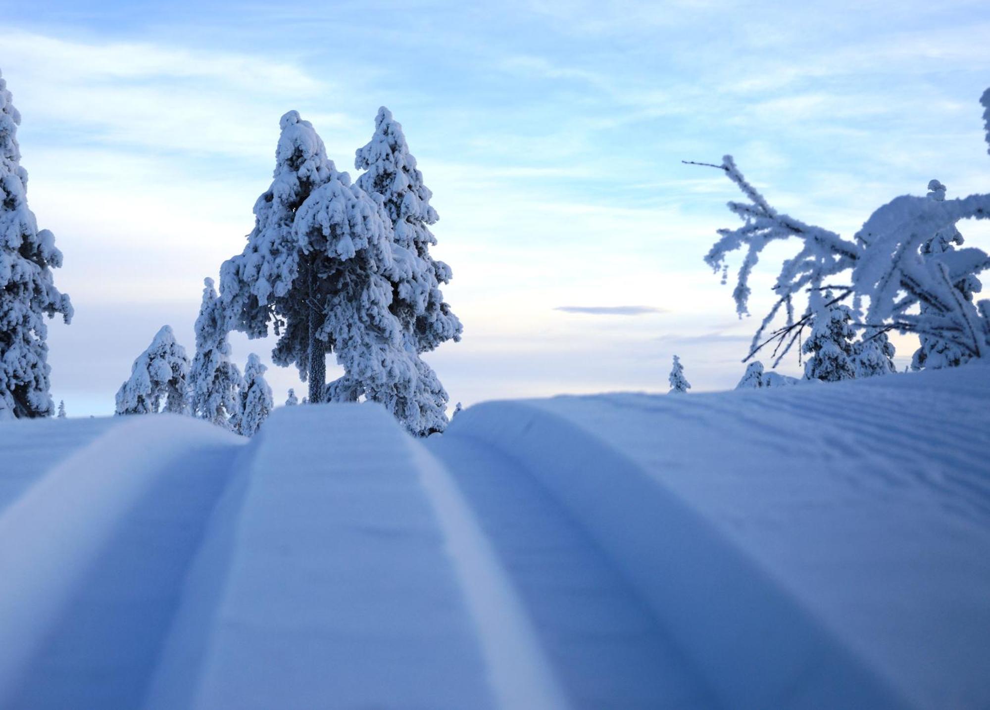 14 - Fulufjellets Nasjonalparker - Natur-, Dyre- Og Fugleopplevelser Trysil Exteriér fotografie