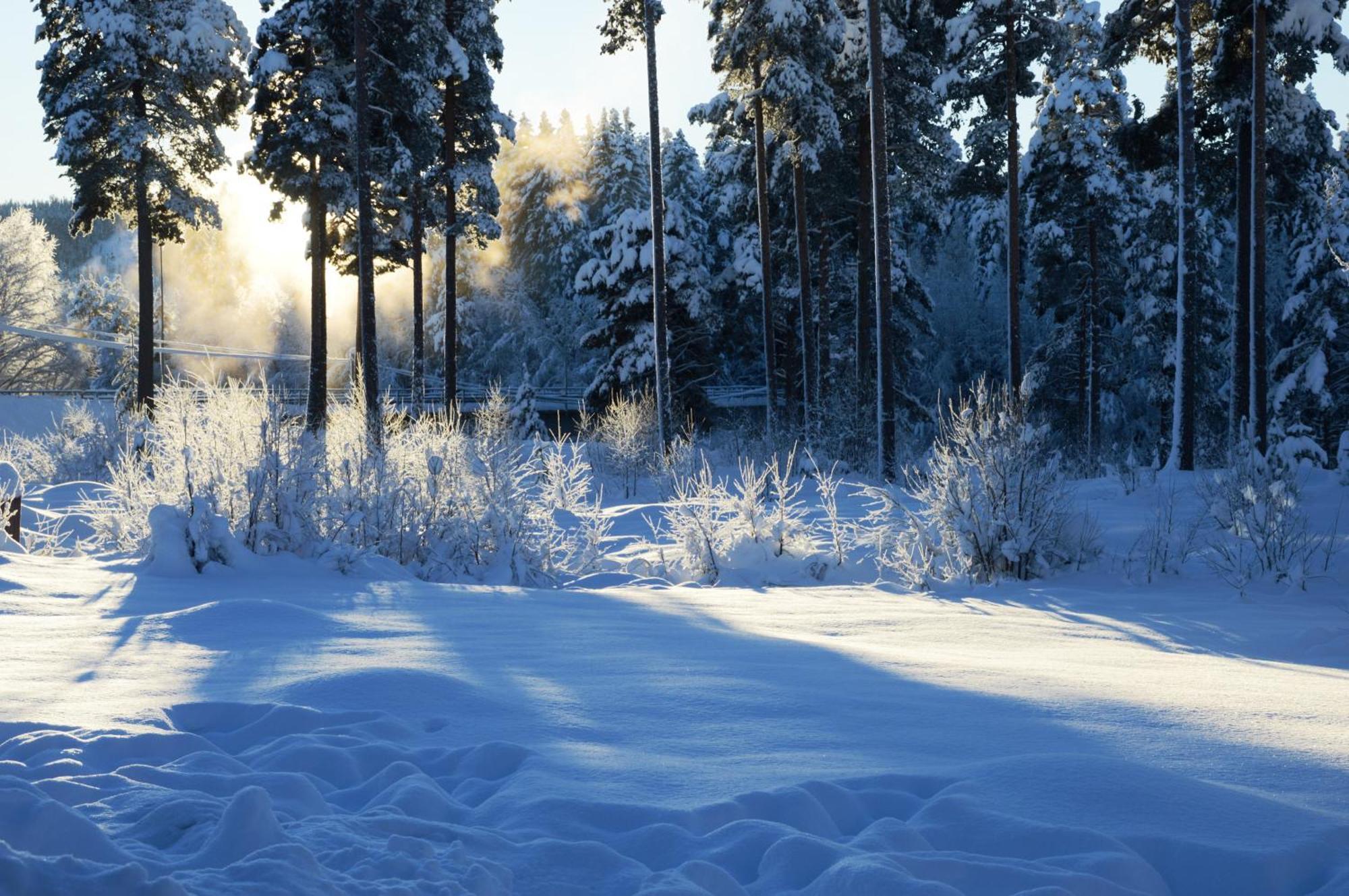 14 - Fulufjellets Nasjonalparker - Natur-, Dyre- Og Fugleopplevelser Trysil Exteriér fotografie