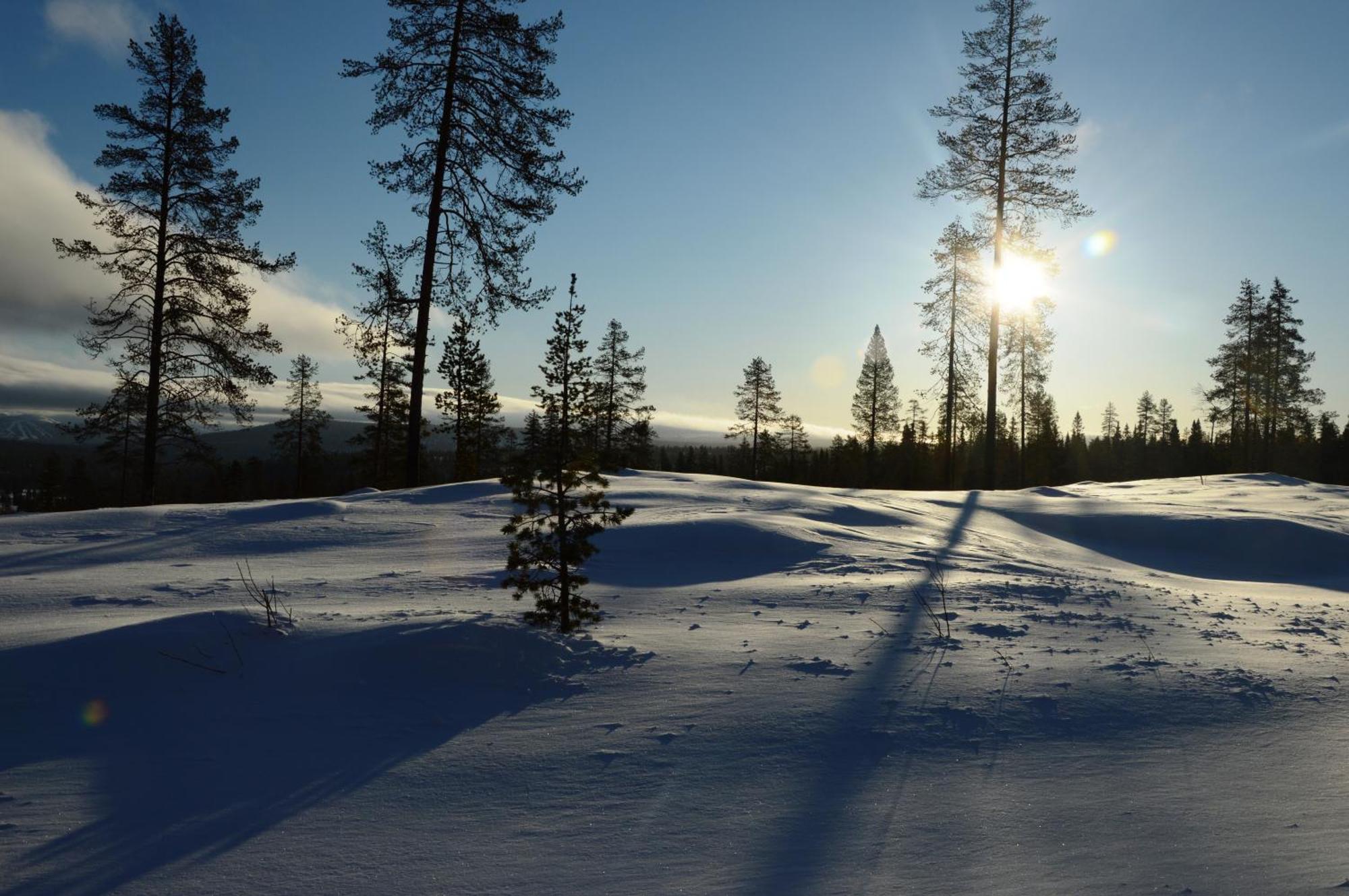 14 - Fulufjellets Nasjonalparker - Natur-, Dyre- Og Fugleopplevelser Trysil Exteriér fotografie
