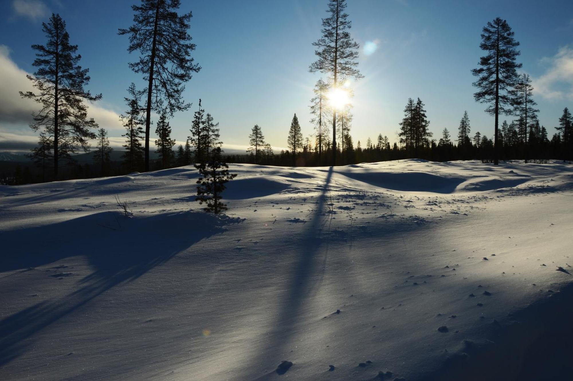 14 - Fulufjellets Nasjonalparker - Natur-, Dyre- Og Fugleopplevelser Trysil Exteriér fotografie