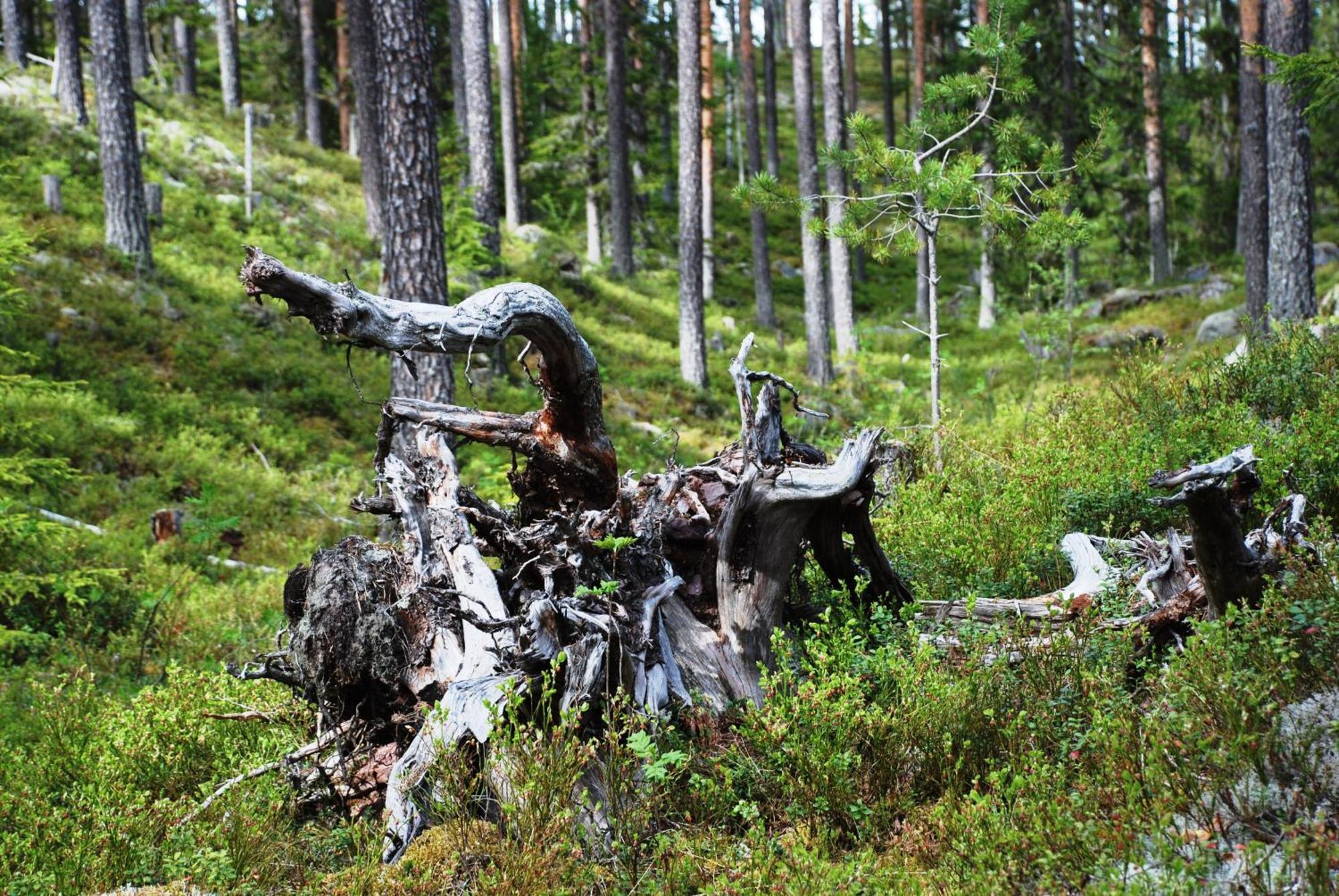14 - Fulufjellets Nasjonalparker - Natur-, Dyre- Og Fugleopplevelser Trysil Exteriér fotografie