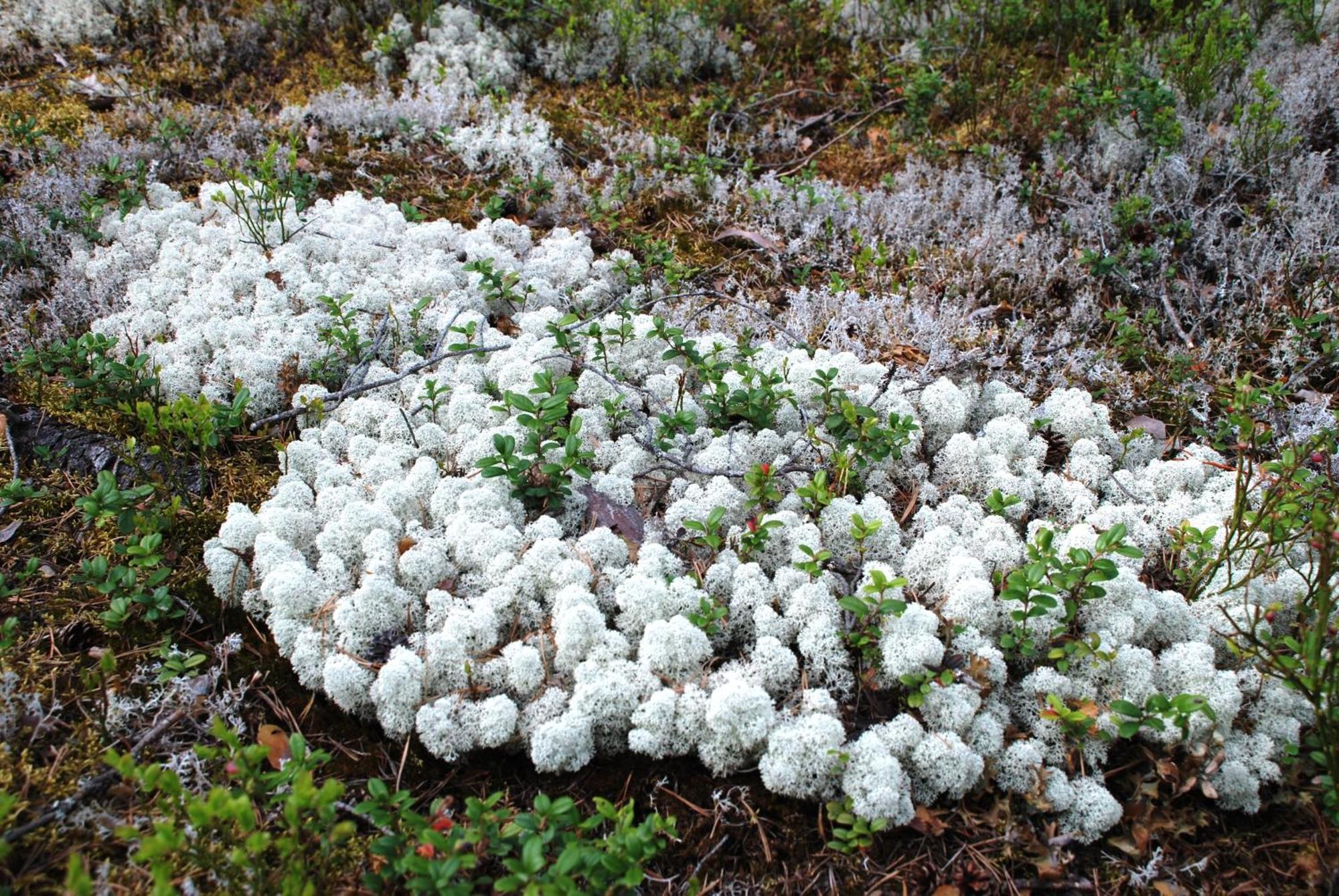 14 - Fulufjellets Nasjonalparker - Natur-, Dyre- Og Fugleopplevelser Trysil Exteriér fotografie