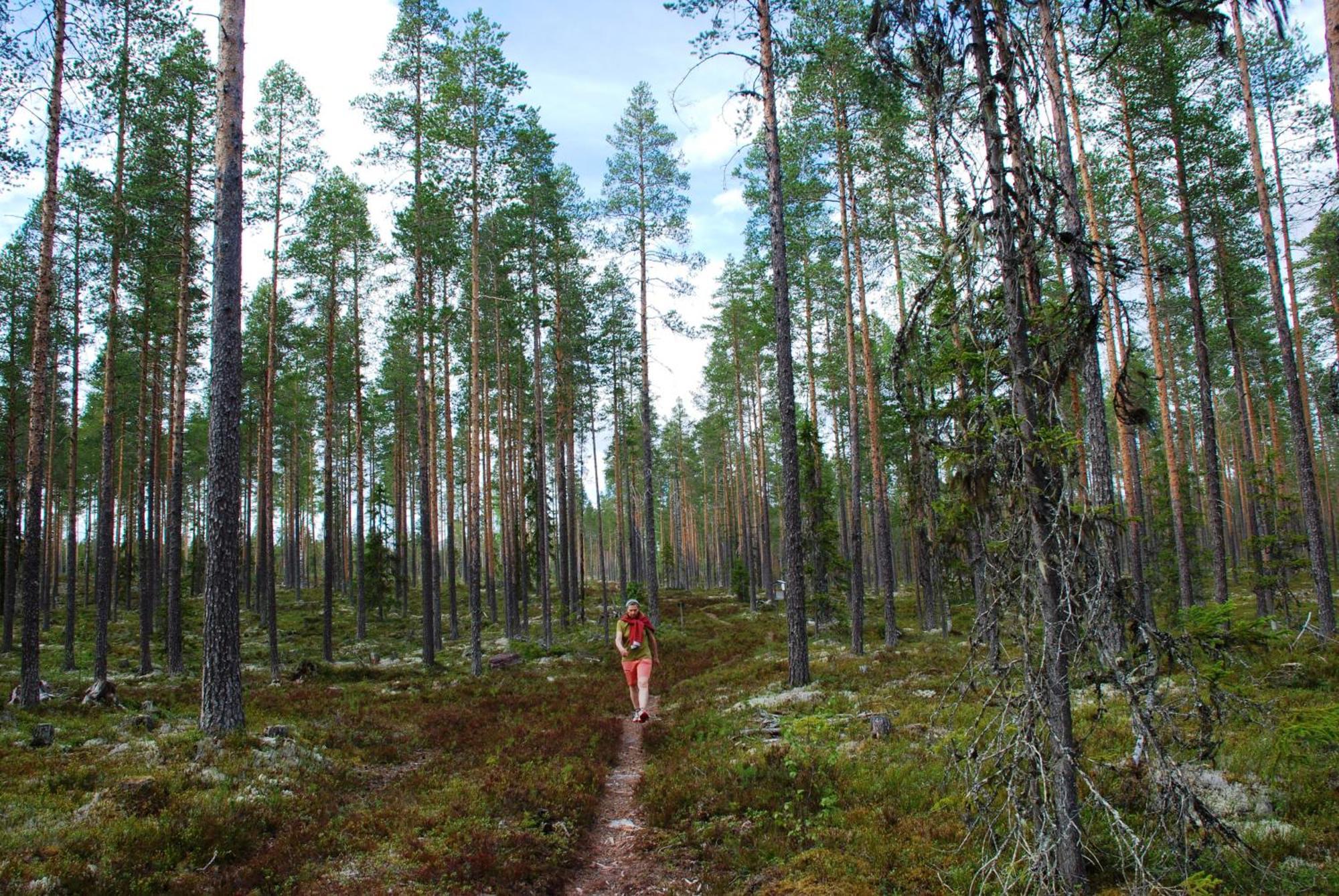 14 - Fulufjellets Nasjonalparker - Natur-, Dyre- Og Fugleopplevelser Trysil Exteriér fotografie