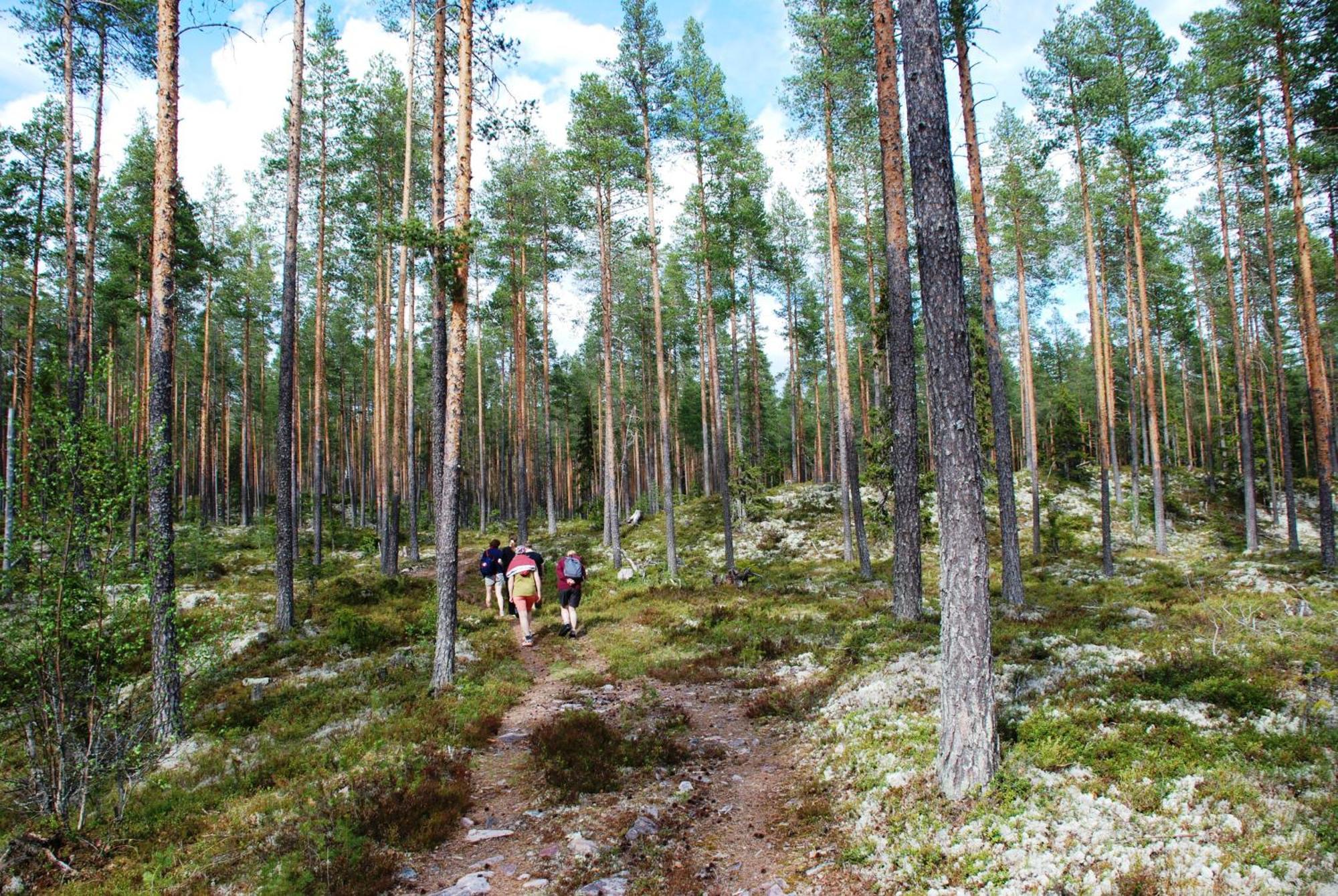 14 - Fulufjellets Nasjonalparker - Natur-, Dyre- Og Fugleopplevelser Trysil Exteriér fotografie