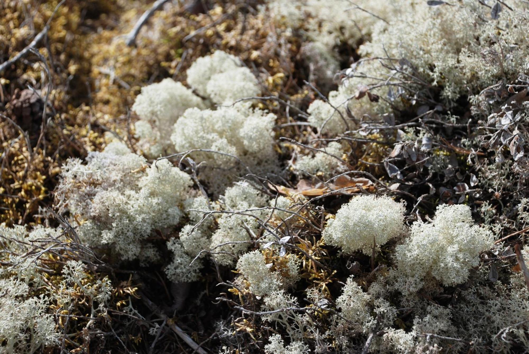 14 - Fulufjellets Nasjonalparker - Natur-, Dyre- Og Fugleopplevelser Trysil Exteriér fotografie