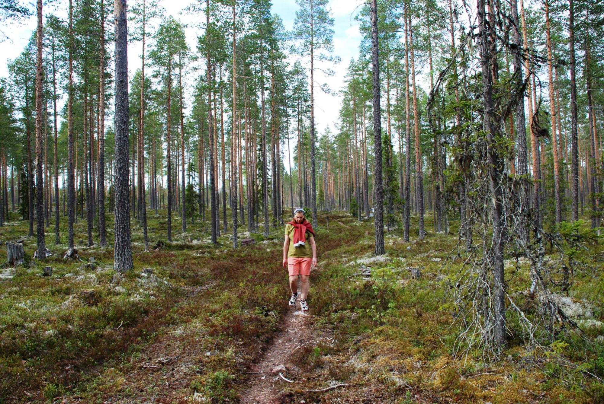14 - Fulufjellets Nasjonalparker - Natur-, Dyre- Og Fugleopplevelser Trysil Exteriér fotografie