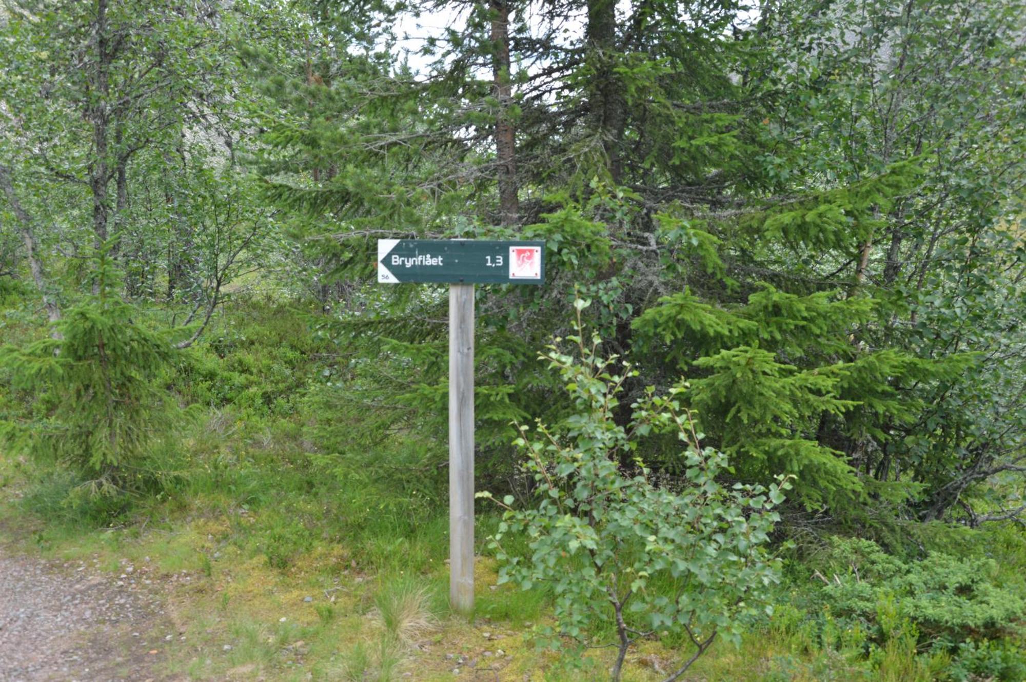 14 - Fulufjellets Nasjonalparker - Natur-, Dyre- Og Fugleopplevelser Trysil Exteriér fotografie