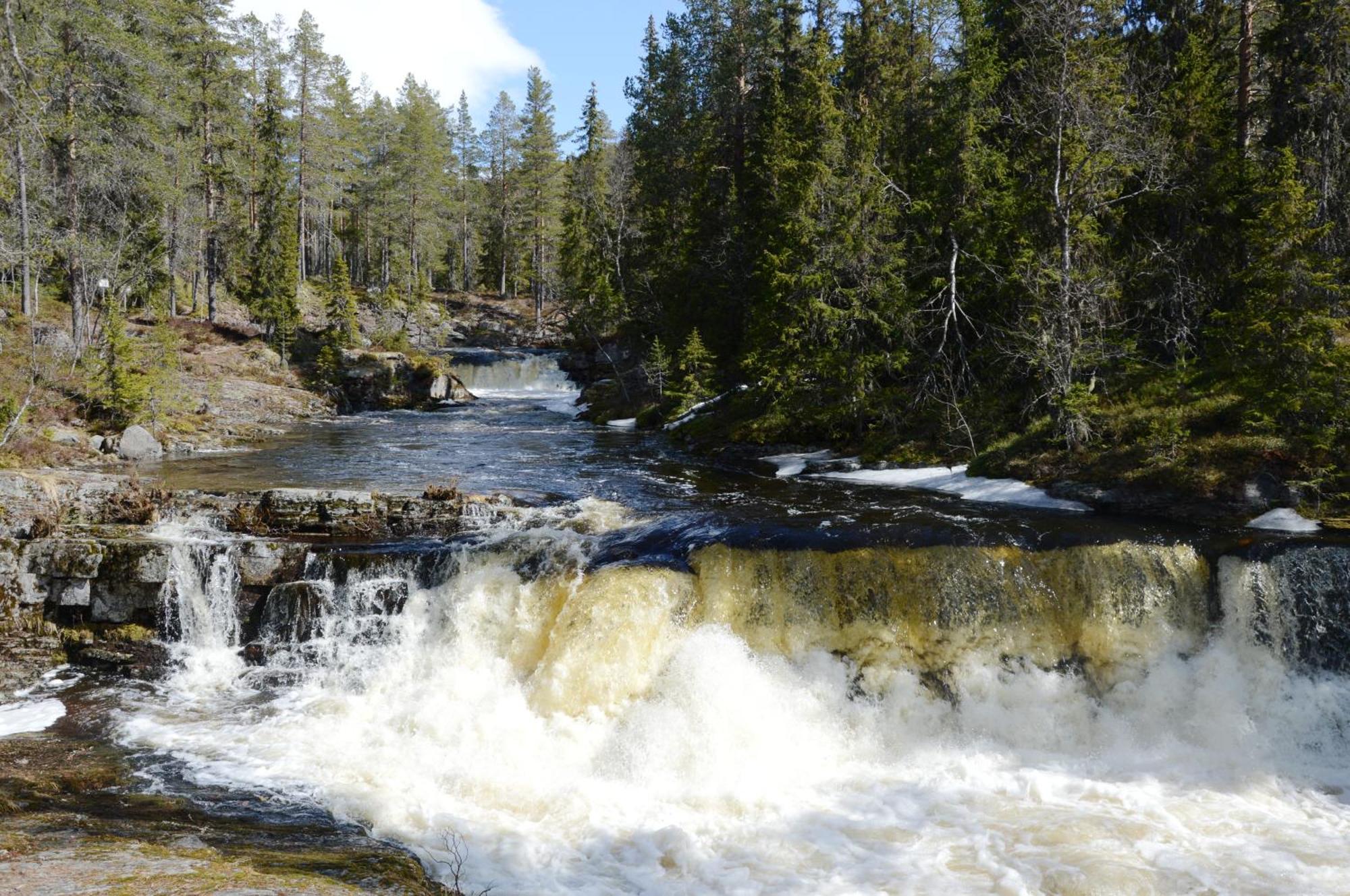 14 - Fulufjellets Nasjonalparker - Natur-, Dyre- Og Fugleopplevelser Trysil Exteriér fotografie