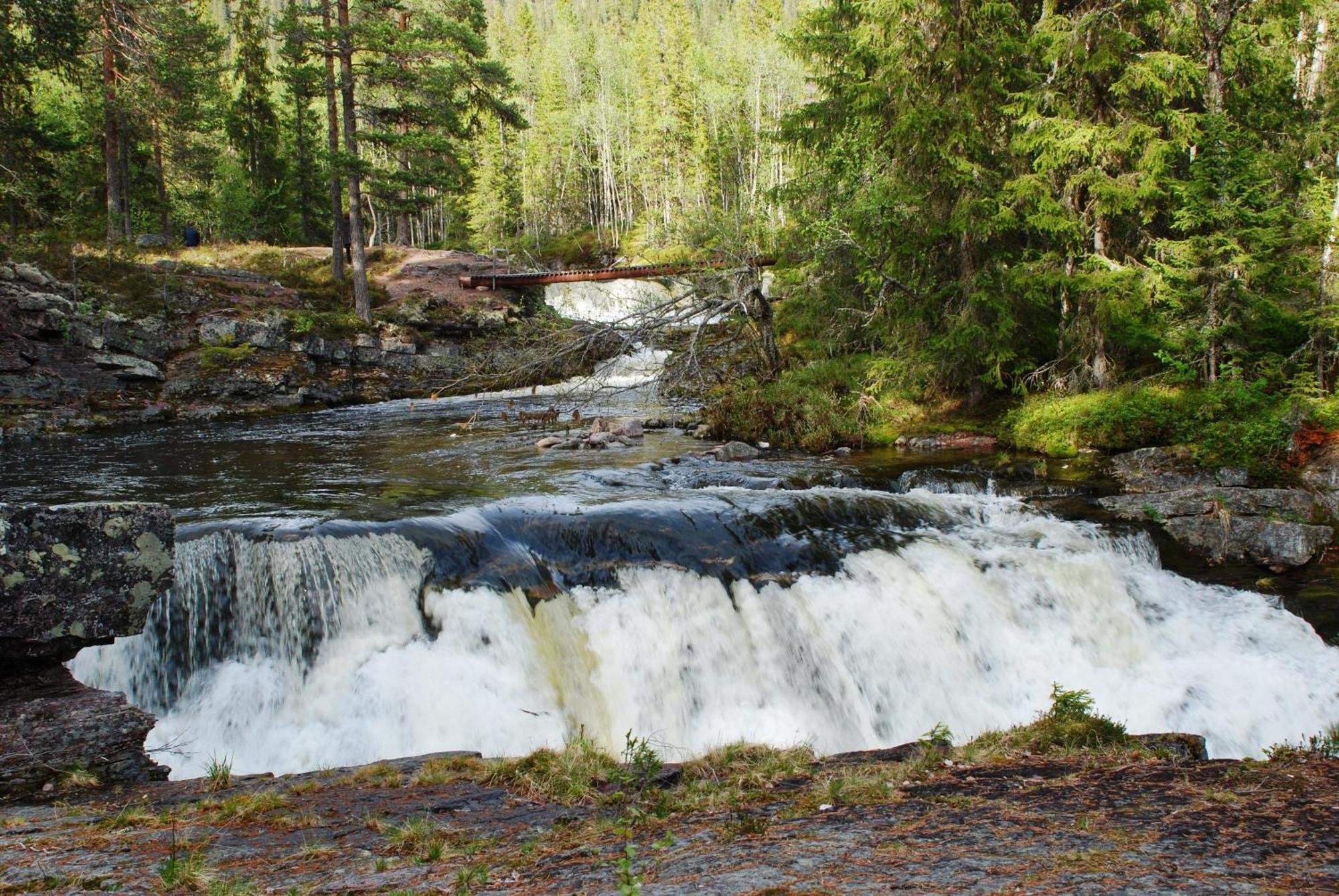 14 - Fulufjellets Nasjonalparker - Natur-, Dyre- Og Fugleopplevelser Trysil Exteriér fotografie