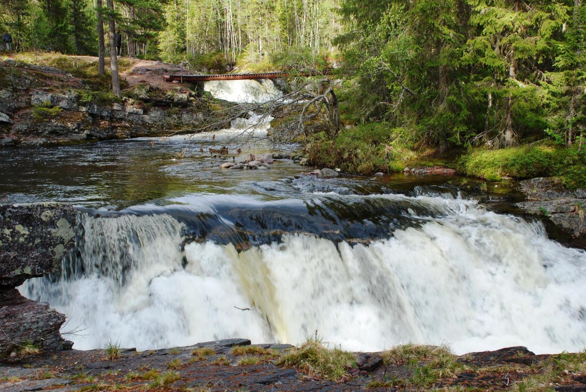 14 - Fulufjellets Nasjonalparker - Natur-, Dyre- Og Fugleopplevelser Trysil Exteriér fotografie