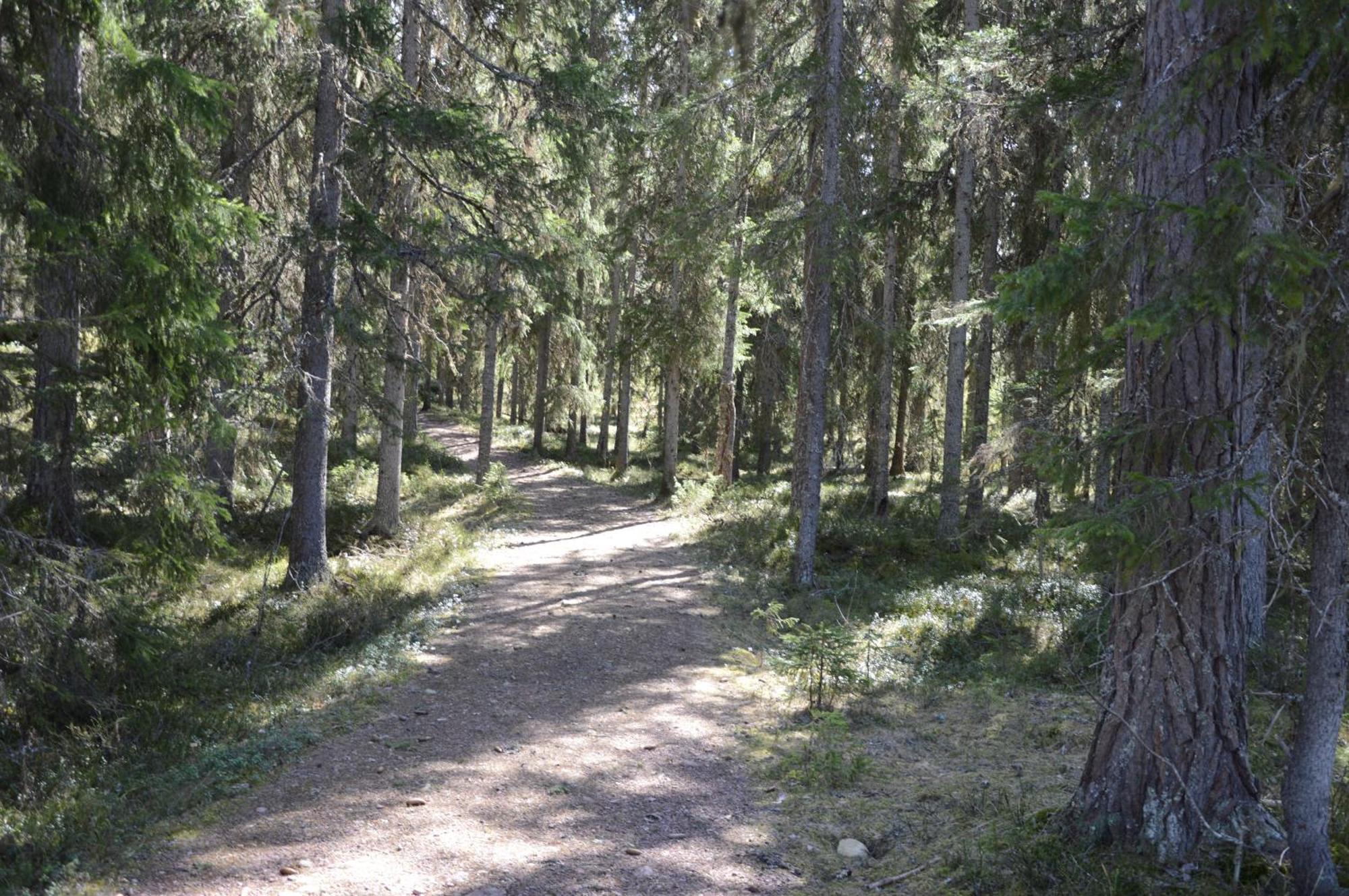 14 - Fulufjellets Nasjonalparker - Natur-, Dyre- Og Fugleopplevelser Trysil Exteriér fotografie