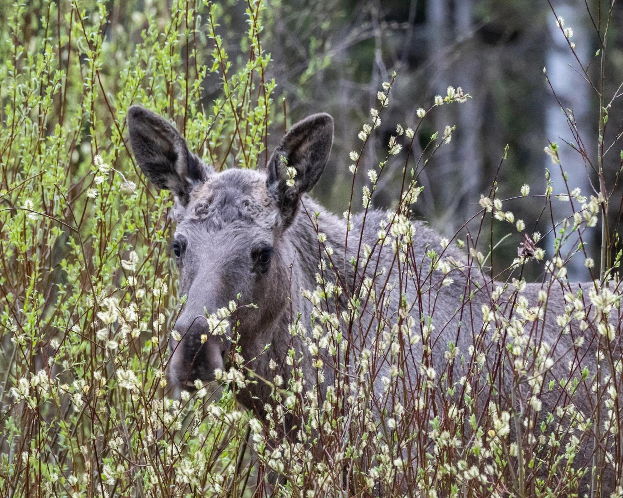 14 - Fulufjellets Nasjonalparker - Natur-, Dyre- Og Fugleopplevelser Trysil Exteriér fotografie