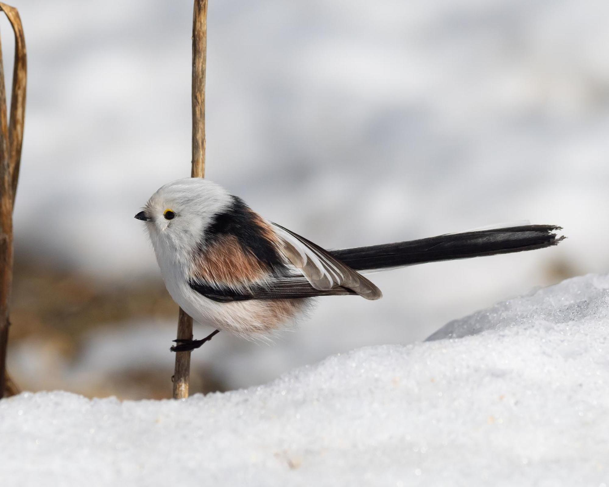 14 - Fulufjellets Nasjonalparker - Natur-, Dyre- Og Fugleopplevelser Trysil Exteriér fotografie