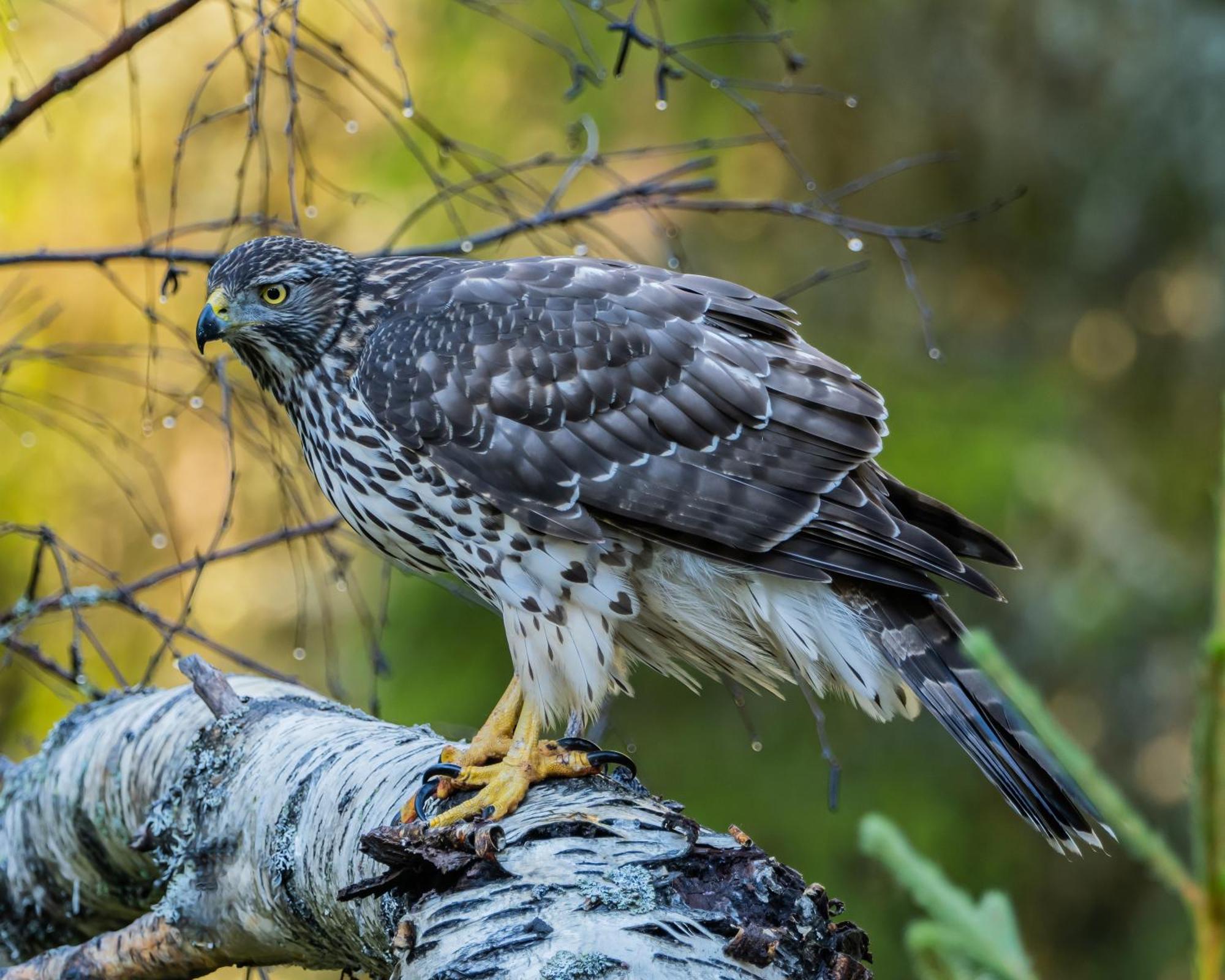 14 - Fulufjellets Nasjonalparker - Natur-, Dyre- Og Fugleopplevelser Trysil Exteriér fotografie