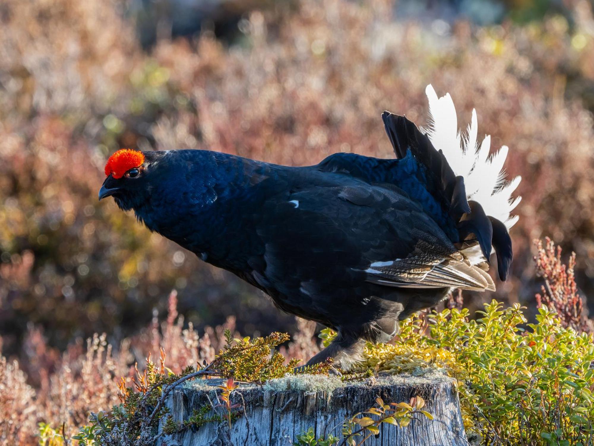 14 - Fulufjellets Nasjonalparker - Natur-, Dyre- Og Fugleopplevelser Trysil Exteriér fotografie