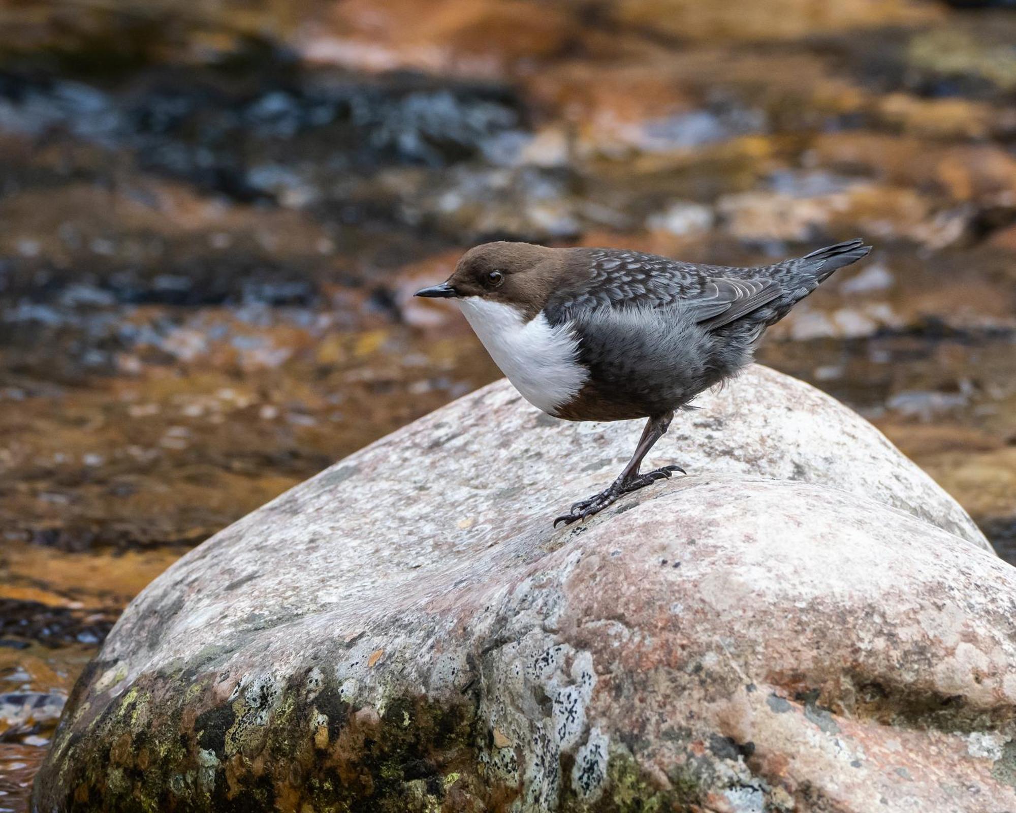 14 - Fulufjellets Nasjonalparker - Natur-, Dyre- Og Fugleopplevelser Trysil Exteriér fotografie